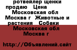 ротвейлер щенки продаю › Цена ­ 20 000 - Московская обл., Москва г. Животные и растения » Собаки   . Московская обл.,Москва г.